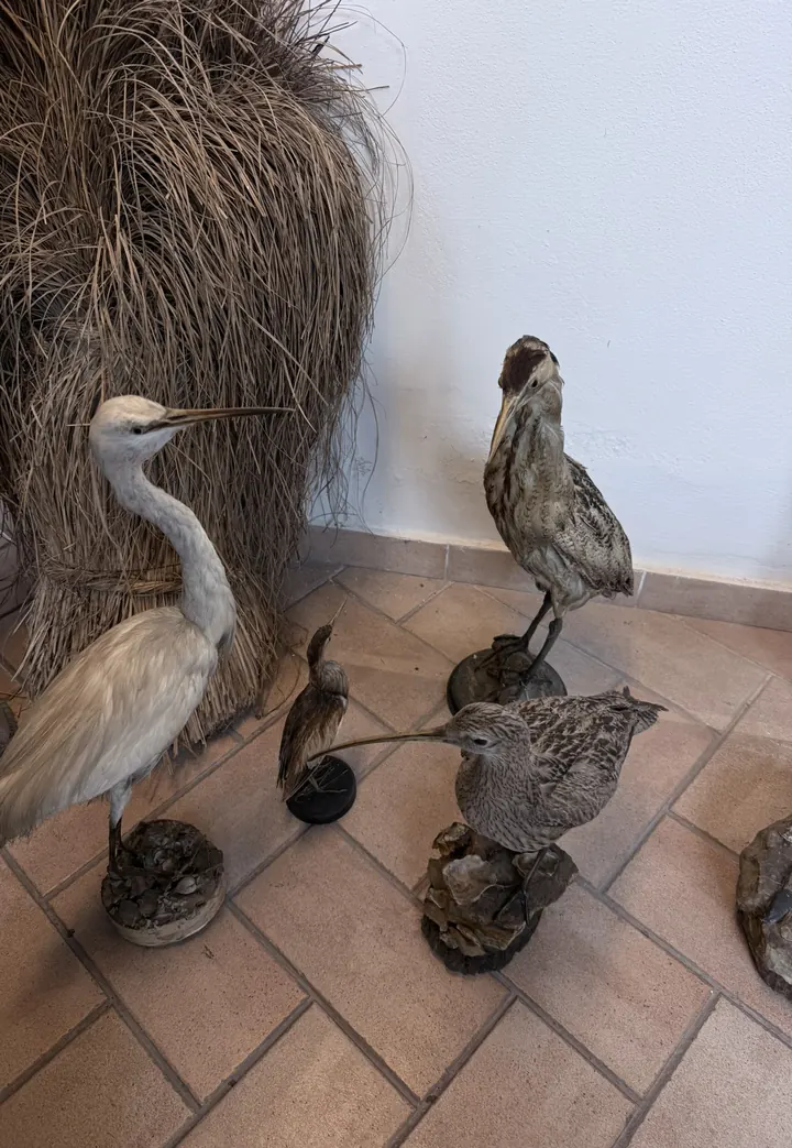 Una garzetta e altri uccelli di palude imbalsamati davanti a un covone di canne