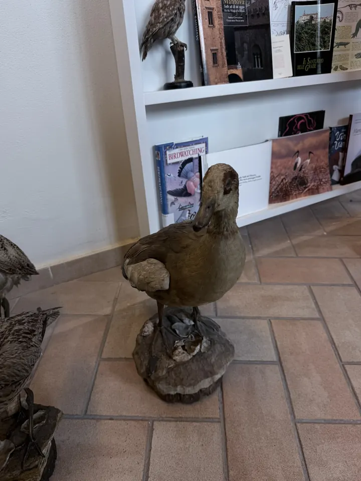 Un uccello acquatico imbalsamato sul pavimento della sala