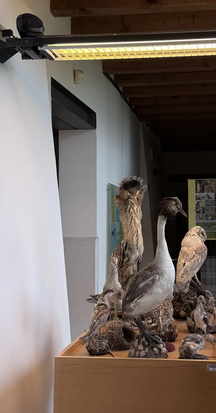 Una teca con uccelli di palude imbalsamati nel corridoio del museo