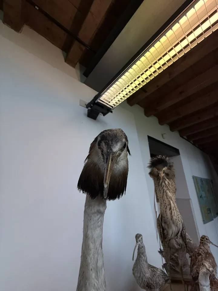 Uccelli di palude imbalsamati visti dal basso, sotto le travi del soffitto