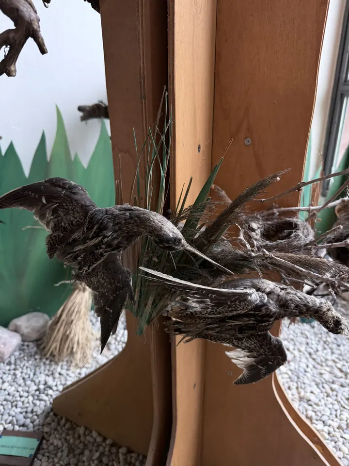 Uccelli imbalsamati in volo sopra una ricostruzione del canneto