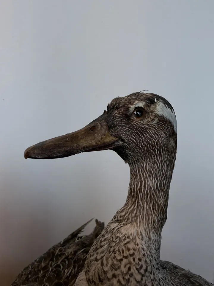 La testa di un’anatra imbalsamata