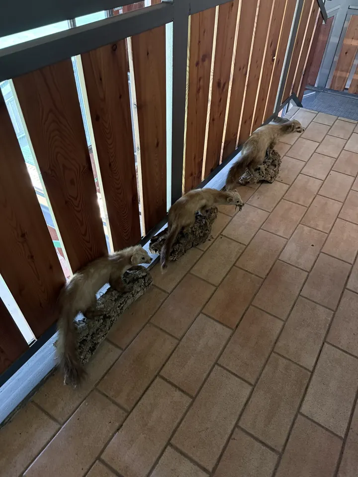 Piccoli mammiferi imbalsamati in fila sul ballatoio di legno
