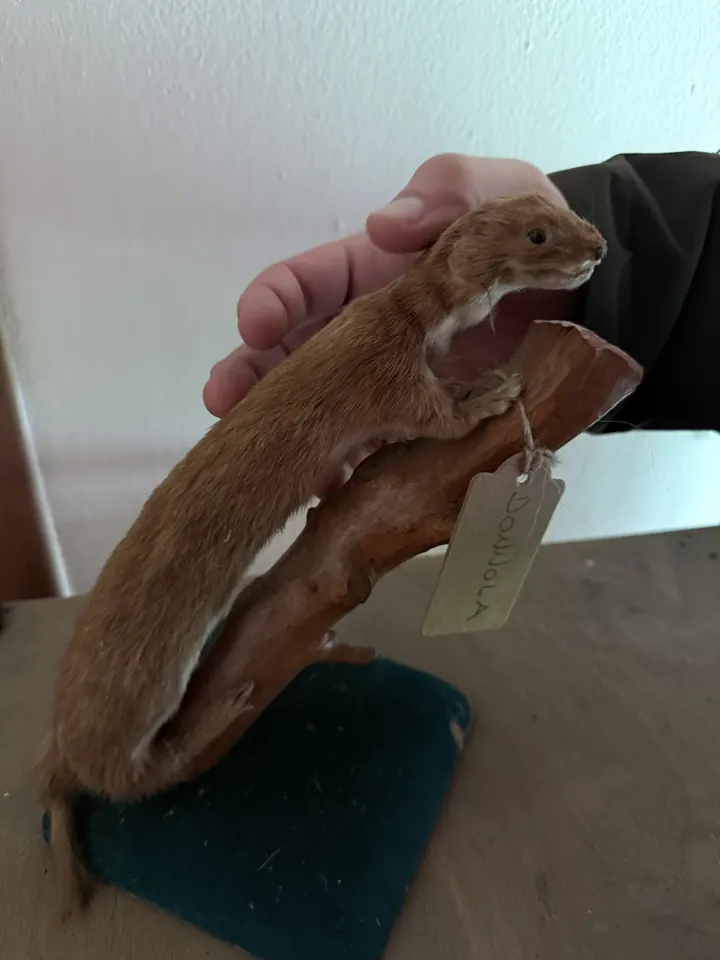 Una donnola imbalsamata su un ramo, con il cartellino scritto a mano