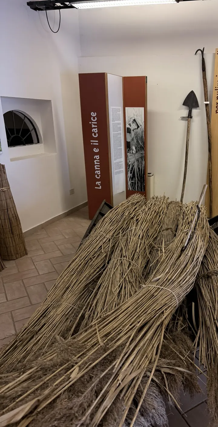 Fascine di canna palustre davanti ai pannelli «La canna e il carice» e agli attrezzi per tagliarla